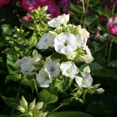 Phlox paniculata Jade ®, Höstflox, C13cm