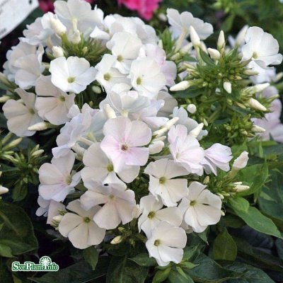 Phlox paniculata White Impr. Flame ®, Höstflox, P11cm