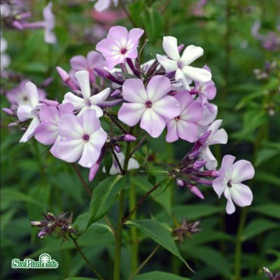 Phlox paniculata Alma Jansson, Höstflox, C1