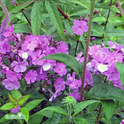 Phlox paniculata Amethyst, Höstflox, C13cm