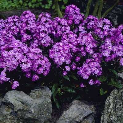 Phlox paniculata Blue Boy, Höstflox