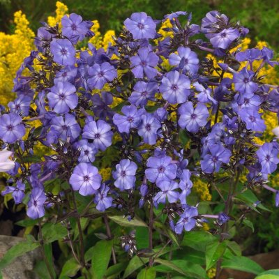 Phlox paniculata Blue Paradise, Höstflox