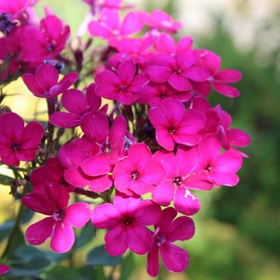 Phlox paniculata Early Cerise ®, Höstflox, SQ1