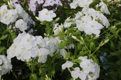 Phlox paniculata Early White ®, Höstflox, SQ1