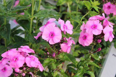 Phlox paniculata Fondant Fancy ®, Höstflox, C13cm