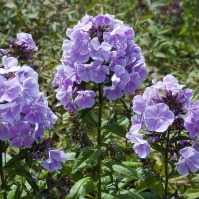 Phlox paniculata Franz Schubert