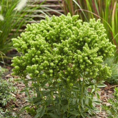 Phlox paniculata Green Lion ®, Höstflox, P9cm