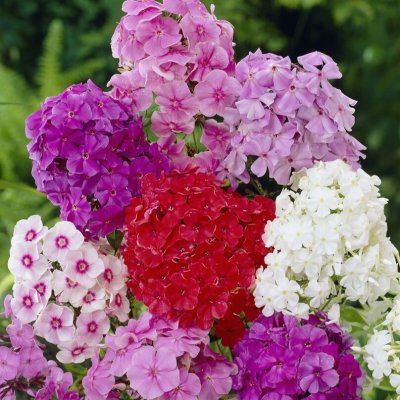 Phlox paniculata, Blandade Färger, Höstflox, 3st