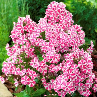 Phlox paniculata Peppermint Twist ®, Höstflox, P11cm