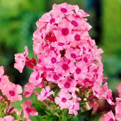 Phlox paniculata Pink Flame ® (Bartwelve), Höstflox