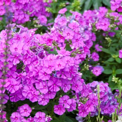 Phlox paniculata Purple Flame ® (Barfourteen), Höstflox, SQ1