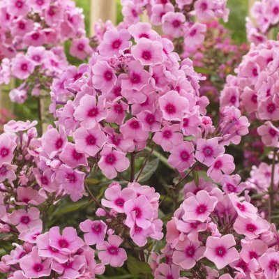Phlox paniculata Rosa, Höstflox, 1st