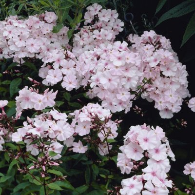 Phlox paniculata Rosa Pastell, Höstflox