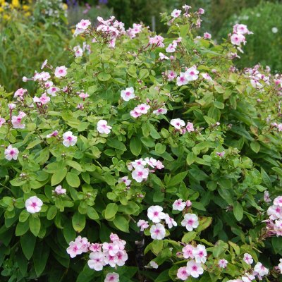 Phlox paniculata Svea i Haga, Höstflox