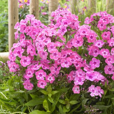 Phlox paniculata Sweet Summer ™ Candy