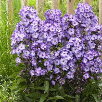 Phlox paniculata Sweet Summer ™ Fantasy