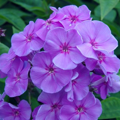 Phlox paniculata Sweet Summer Ocean ™ ®, Höstflox, C3