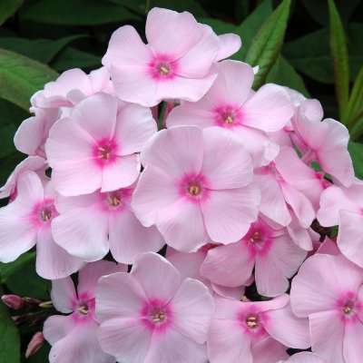 Phlox paniculata Sweet Summer Sensation ®, Höstflox, C3