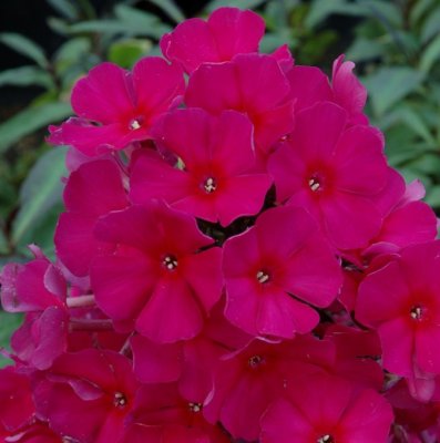 Phlox paniculata Sweet Summer Wine ®, Höstflox, C13cm