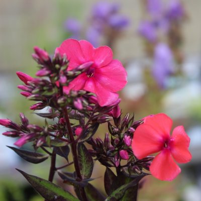 Phlox paniculata Tequila Sunrise ®, Höstflox, P9cm