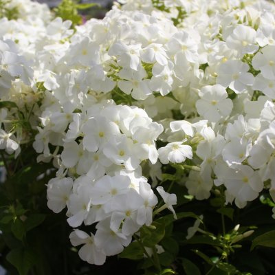 Phlox paniculata White Impr. Flame ®, Höstflox