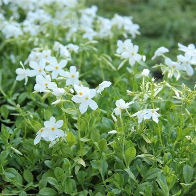 Phlox stolonifera Alba, Krypflox, C11,5cm