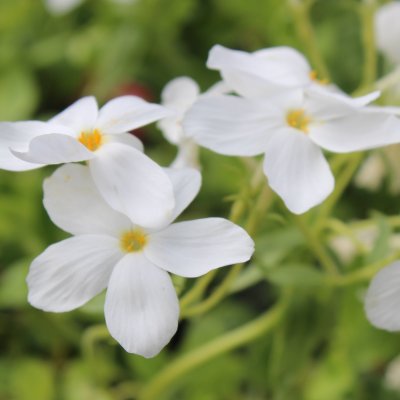 Phlox stolonifera Alba, Krypflox, C11,5cm