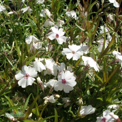 Phlox subulata Amazing Grace, Mossflox, C11,5cm