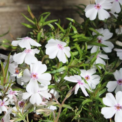 Phlox subulata Amazing Grace, Mossflox, C11,5cm