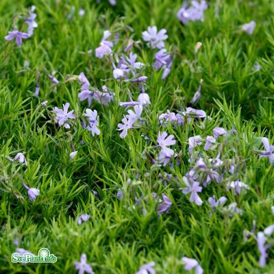 Phlox subulata Emerald Cushion Blue, Mossflox, C11,5cm