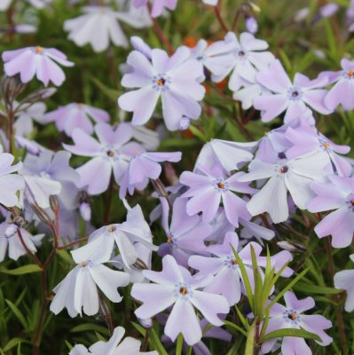 Phlox subulata Emerald Cushion Blue, Mossflox, C11,5cm