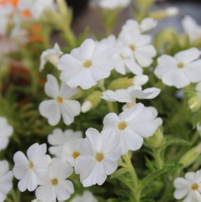 Phlox subulata Maischnee, Mossflox, C11,5cm