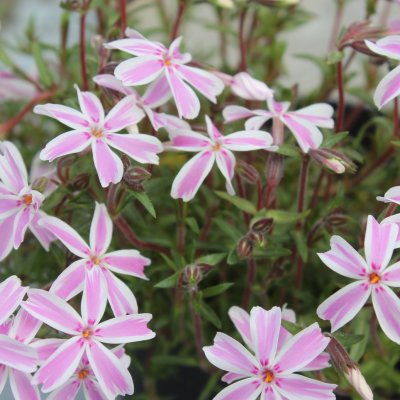 Phlox subulata Mikado/ Candy Stripes, Mossflox, C11,5cm