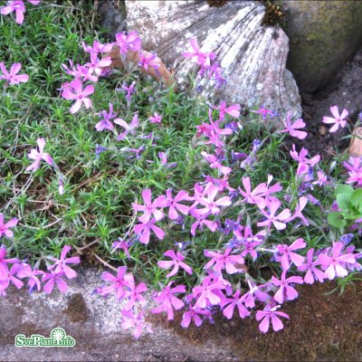 Phlox subulata Moerheimii, Mossflox, C11,5cm