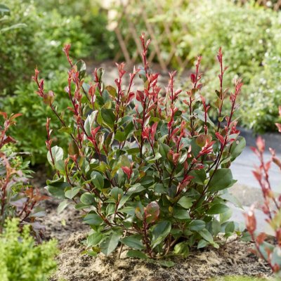 Photinia x fraseri Little Red Robin, Snittmispel