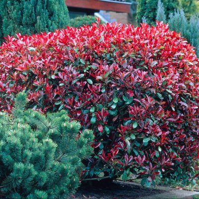Photinia x fraseri Red Robin, Snittmispel, 40-60 C3
