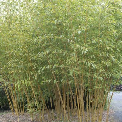 Phyllostachys aureosulcata Aureocaulis, Gul sicksackbambu
