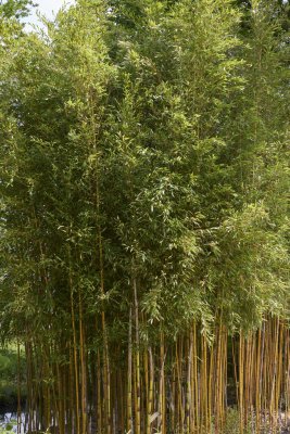 Phyllostachys aureosulcata Spectabilis, Sicksackbambu