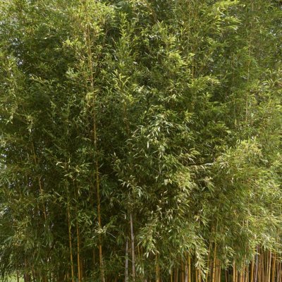 Phyllostachys aureosulcata Spectabilis, Sicksackbambu