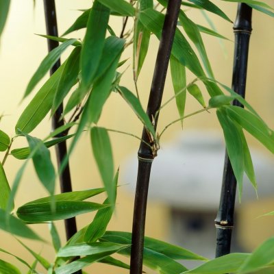 Phyllostachys nigra, Svartbambu