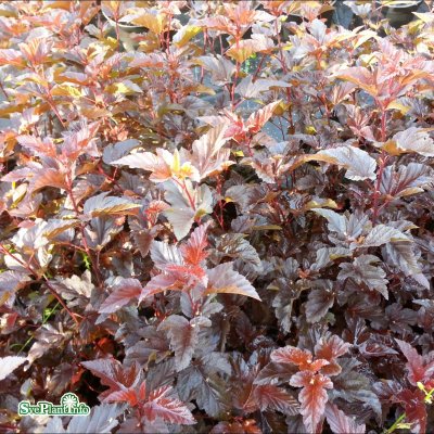 Physocarpus opulifolius Lady in Red ®, Smällspirea, 50-60 C3