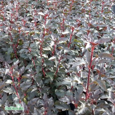 Physocarpus opulifolius Tiny Wine ™ ® Ninebark, Smällspirea, 40-50 C5