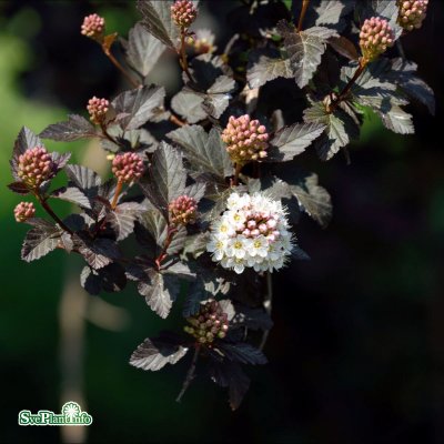 Physocarpus opulifolius Diabolo ®, Djävulsbuske,Smällspirea, 40-50 C3