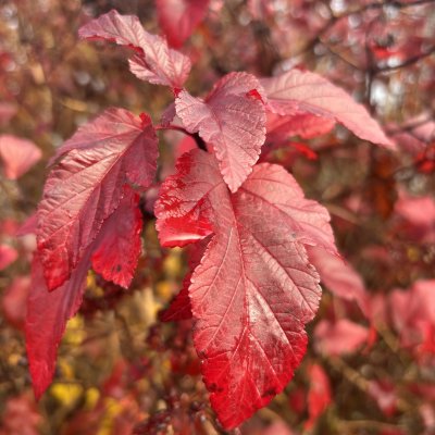 Physocarpus opulifolius Diabolo ®