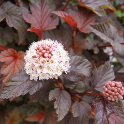 Physocarpus opulifolius Lady in Red ®, Djävulsbuske,Smällspirea, 150 stam C15