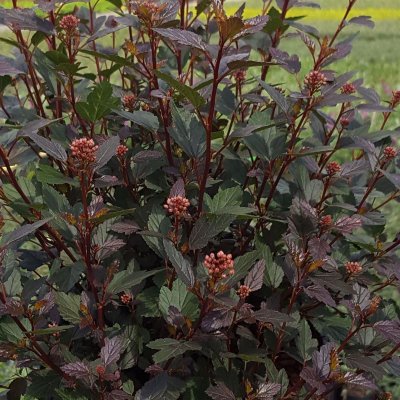 Physocarpus opulifolius Little Joker ®, Smällspirea