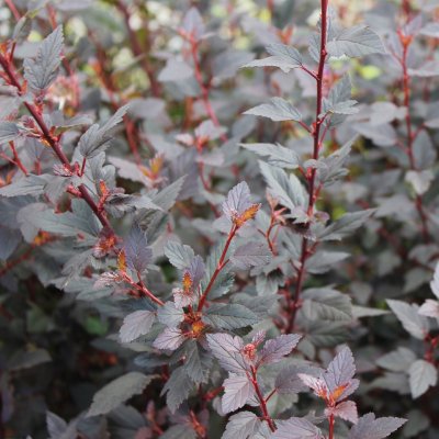 Physocarpus opulifolius Little Joker ®, Smällspirea, 40-50 C5