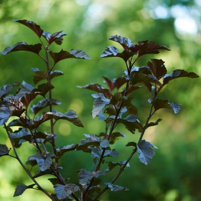 Physocarpus opulifolius Midnight ® Jonight, Smällspirea, C5