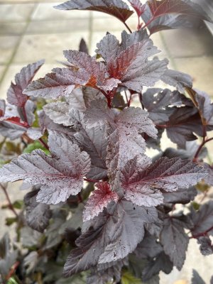 Physocarpus opulifolius Panther ®, Smällspirea
