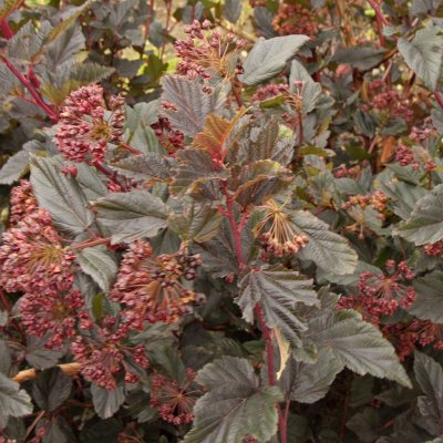 Physocarpus opulifolius Red Baron ®, Smällspirea, 175-200 C20
